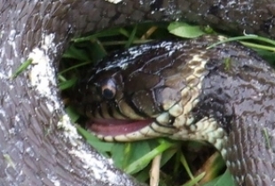 Slangen in Hoonhorst