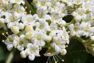 Vlierbloesems plukken voor het Hoonhorster klapmutsje